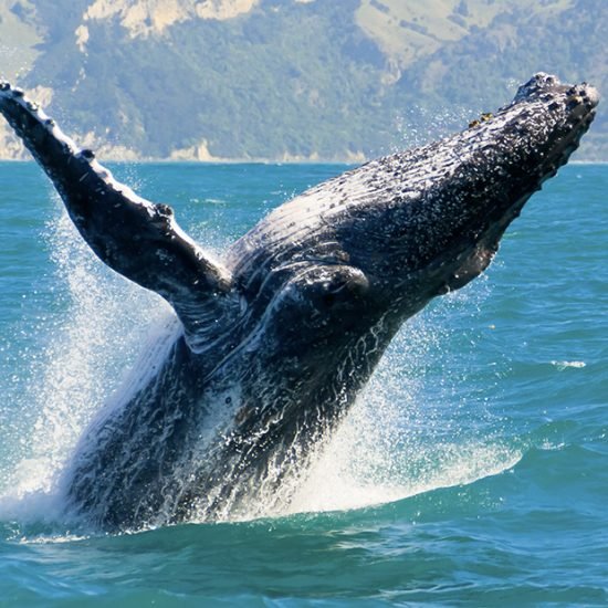 puerto-vallarta-whale